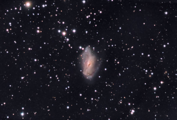 NGC 2146 -- Spiral Galaxy in Camelopardalis
NGC 2146 -- Spiral Galaxy in Camelopardalis, captured in Maxim DL with CCD Commander, all reduction and processing in PixInsight with final finish in Photoshop.  All data was accidentally taken binned, which is probably OK since the seeing wasn't that great.
