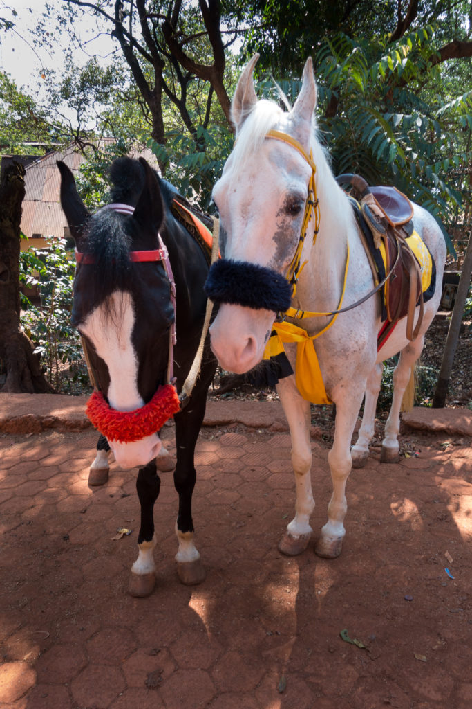 Matheran has many horses because motor vehicles are banned.