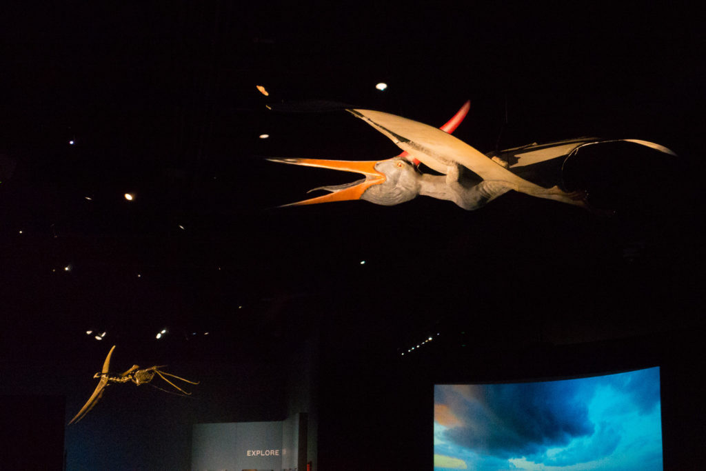 Great re-creations of pterosaurs are above you throughout the exhibit.