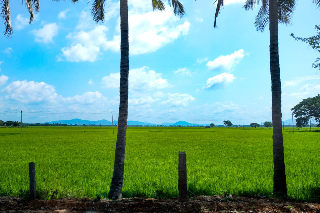 Rice fields near Talakadu south of Bangalore
