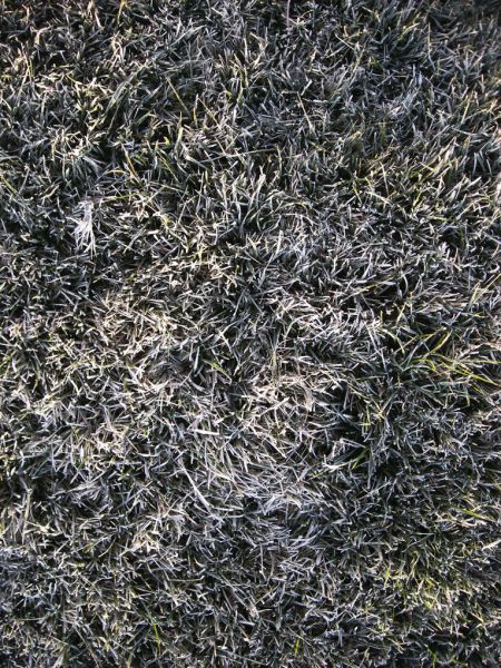 Frosty Grass