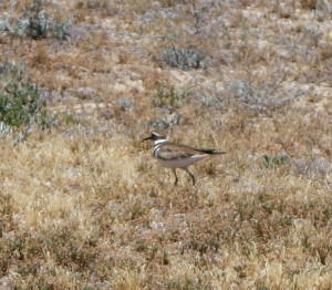 Killdeer 2