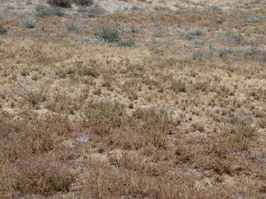 Killdeer 2 Wide Shot