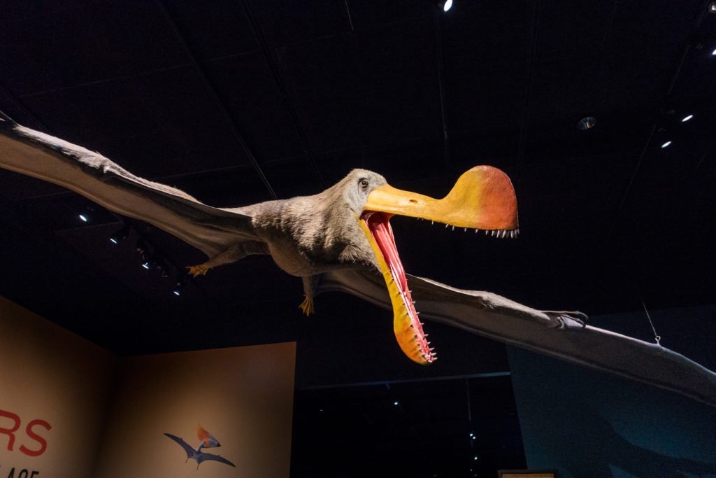 This pterosaur greets you at the entrance to the exhibit.