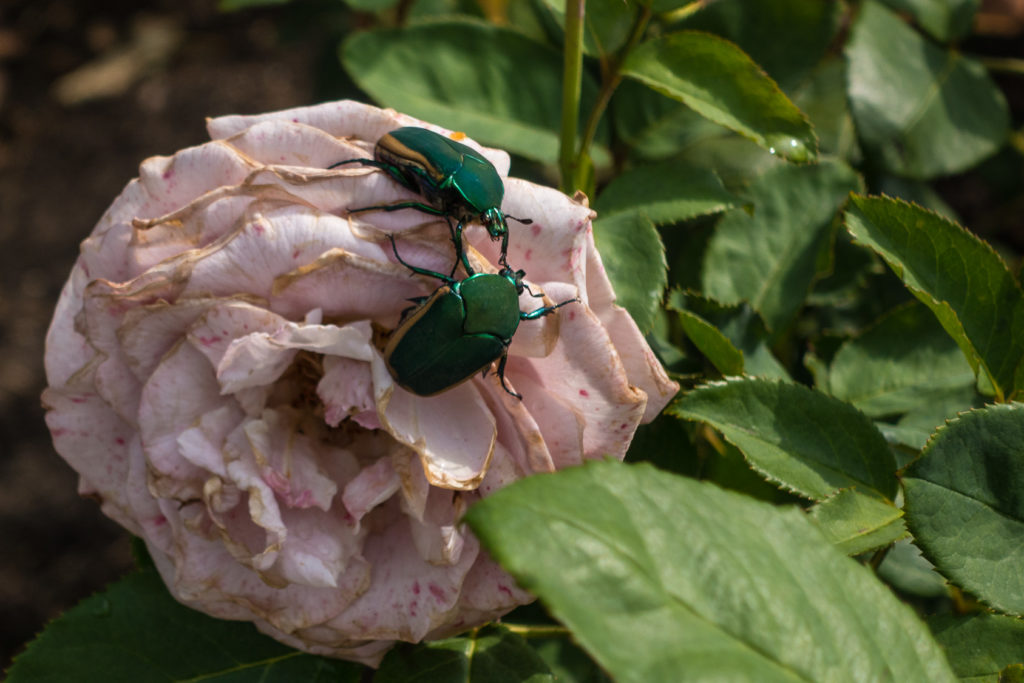 Two beetles on a rose.